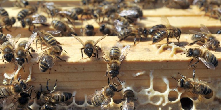 Image de l’article Urgent : Comment Réagir Face à une Piqûre d’Abeille pour Sauver Votre Vie !