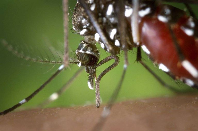 b5064c54da_41059_moustique-tigre-aedes-albopictus-james-gathany-cdc-dp-2