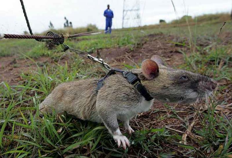 Tanzanie : des rats détectent la tuberculose chez les personnes séropositives.