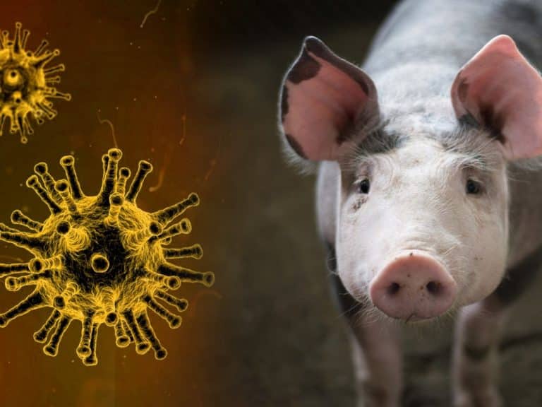 Peste_Porcine_Africaine