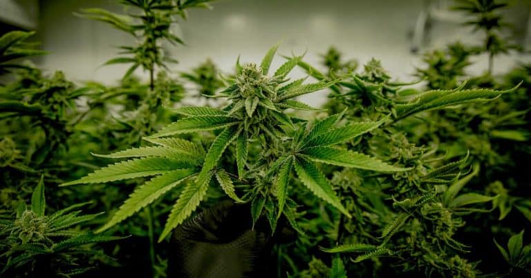 allemagne-projet-legalisation-cannabis