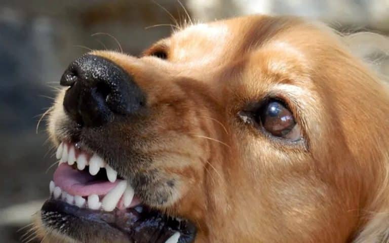 chien