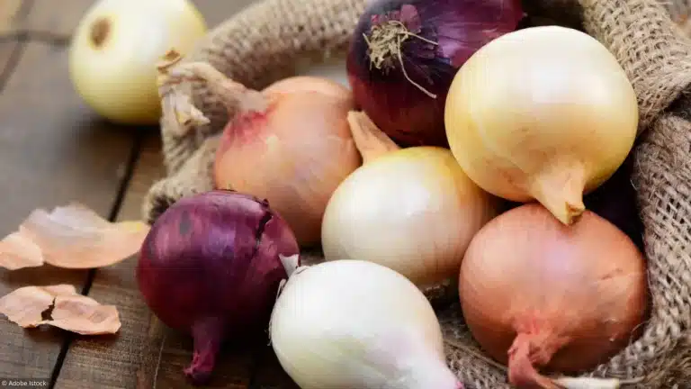 dietetique-une-sante-aux-ptits-oignons
