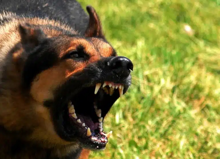 Chien-avec-la-rage