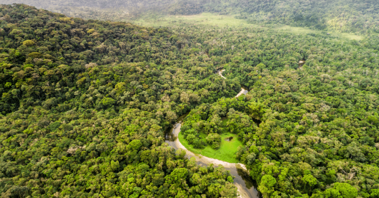 Image de l’article Préservation des trois grands bassins forestiers tropicaux du monde : un premier sommet s’ouvre à Brazzaville