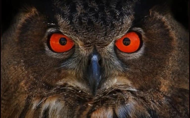 160348-1680×1050-owl