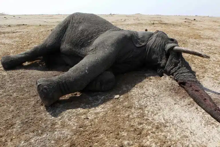 93000-zimbabwe-le-pire-massacre-d-elephants-depuis-25-ans