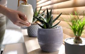 Chaleur estivale : 5 astuces incontournables pour chouchouter vos plantes !