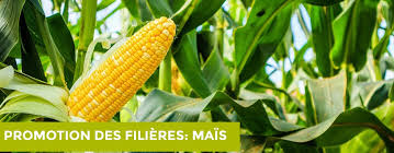 Explosion des prix du maïs : les citoyens expriment leur colère !