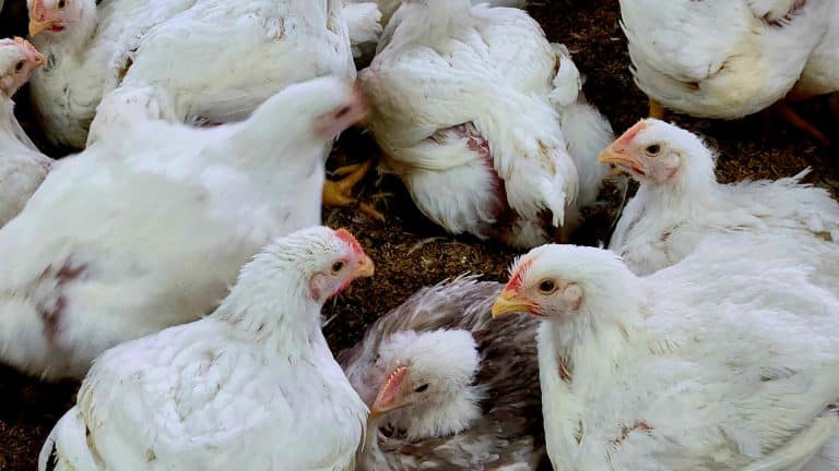 Image de l’article Togo : mesures renforcées contre une épidémie de grippe aviaire
